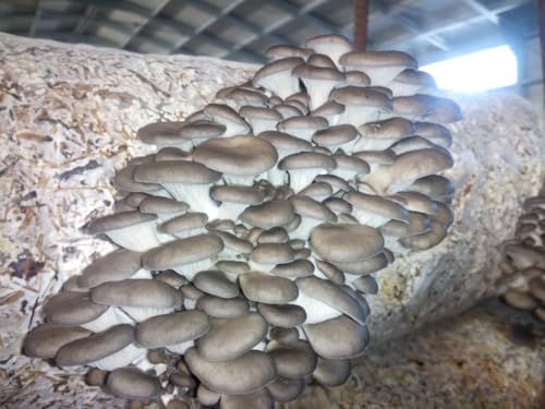 Close-up of a cluster of mushrooms growing on a substrate