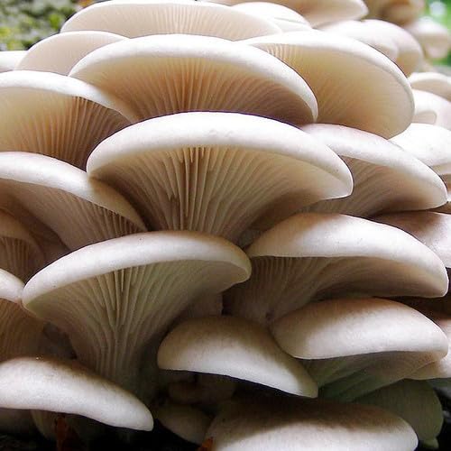 Pearl Oyster Mushroom Plug Kit