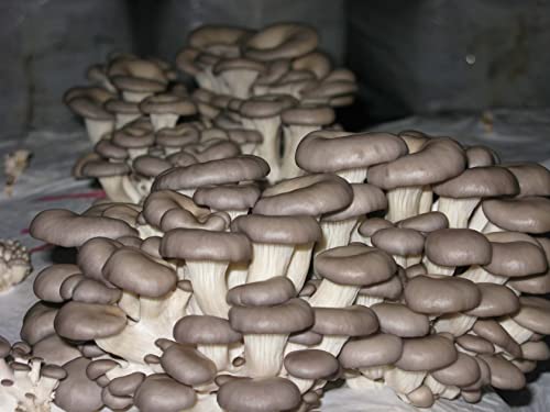 Close-up of a pile of brown mushrooms on a dark background