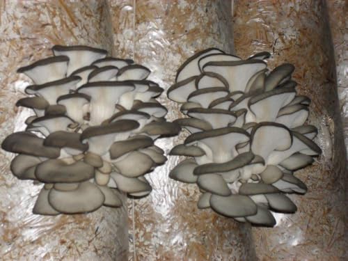 Two clusters of white mushrooms on a textured surface