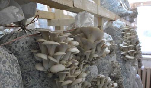 White mushrooms growing on a wooden pallet with plastic bags.