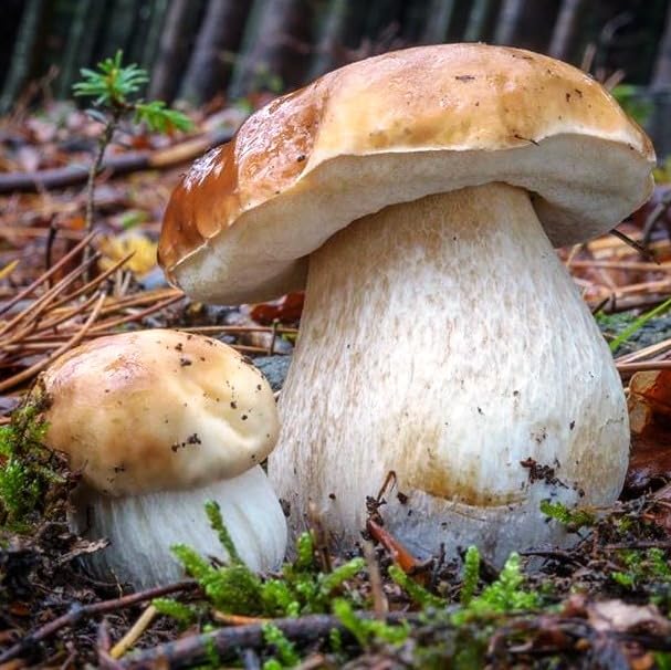 Two mushrooms growing in a forest setting with leaves and twigs around.