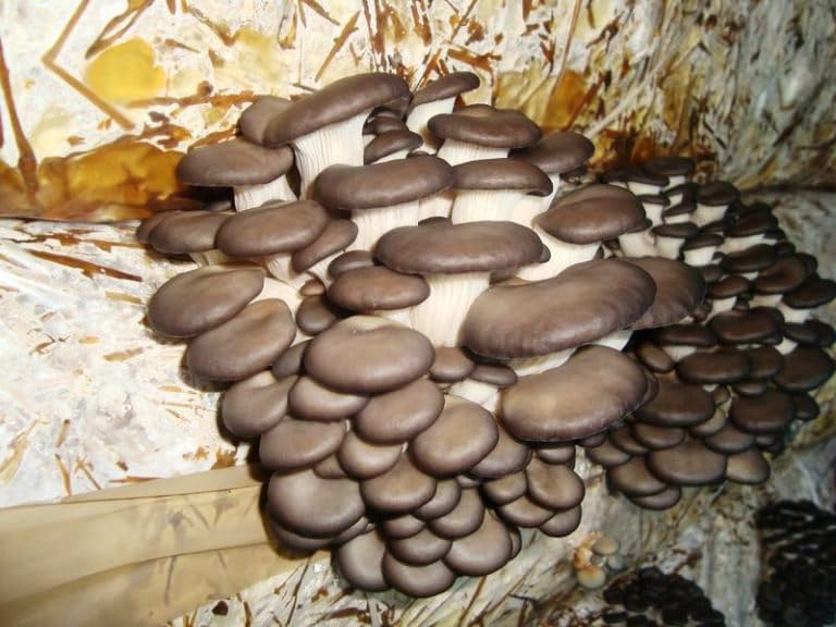 Close-up of brown mushrooms growing on a substrate with a blurred background