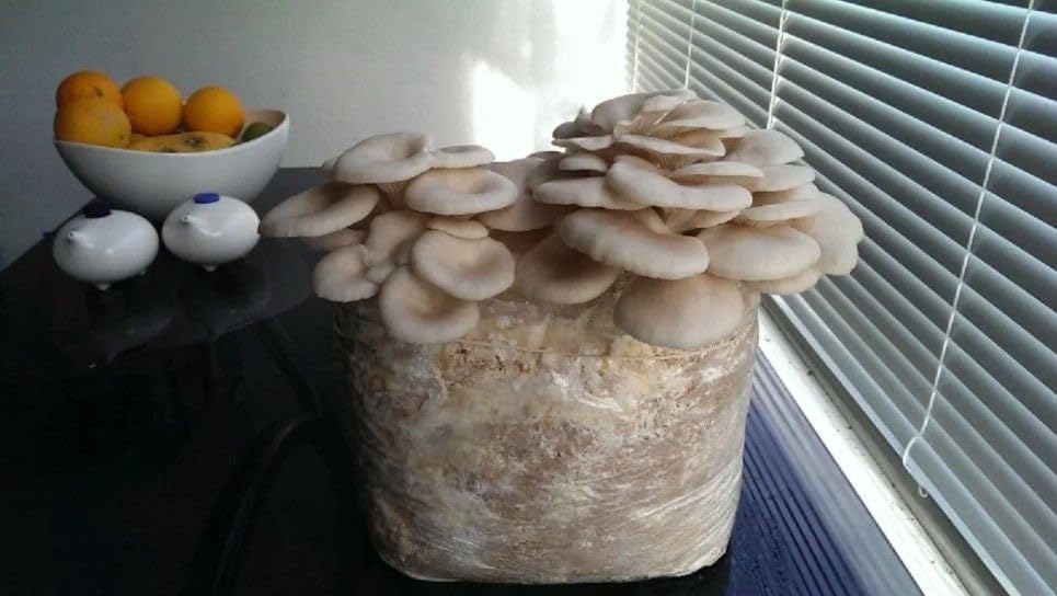 Mushroom growing in a container on a surface with a bowl of fruit in the background.
