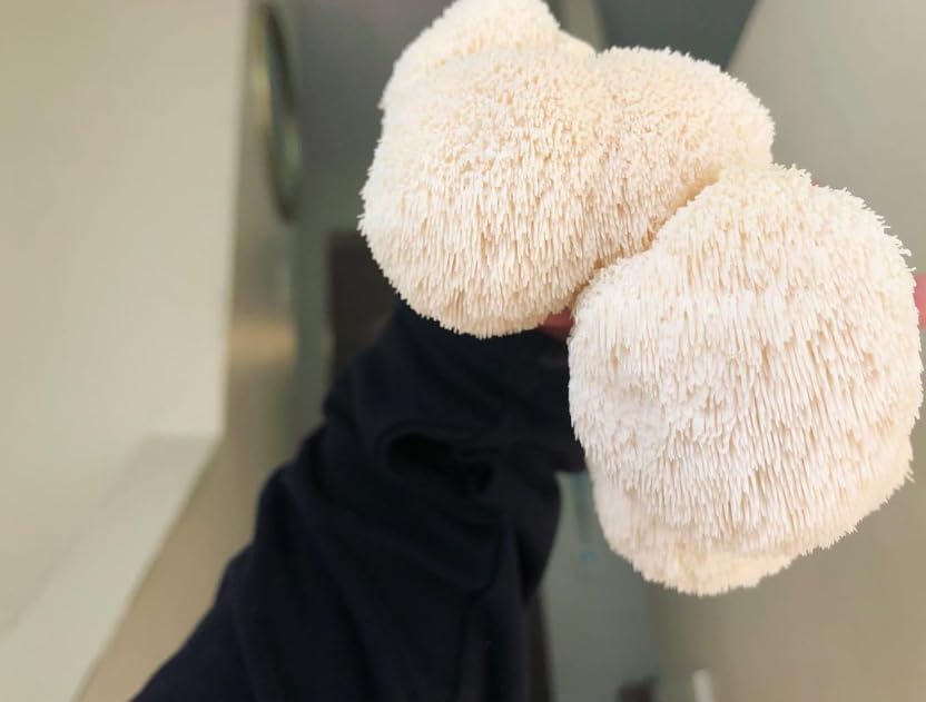 Two beige sea sponges held by a person wearing a dark sleeve.