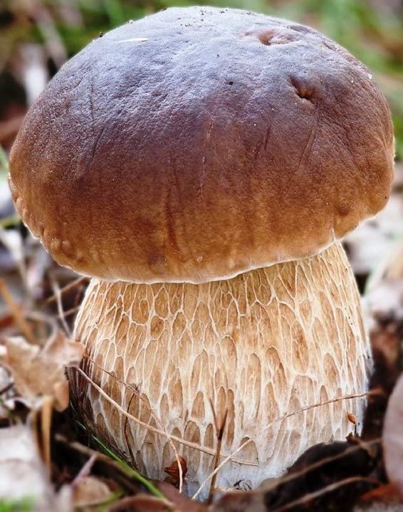 Close-up of a brown mushroom with a textured cap and white stem on a natural background.