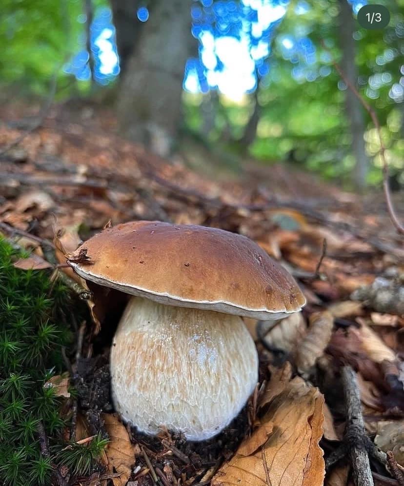 Mushroom on forest floor with blurred background