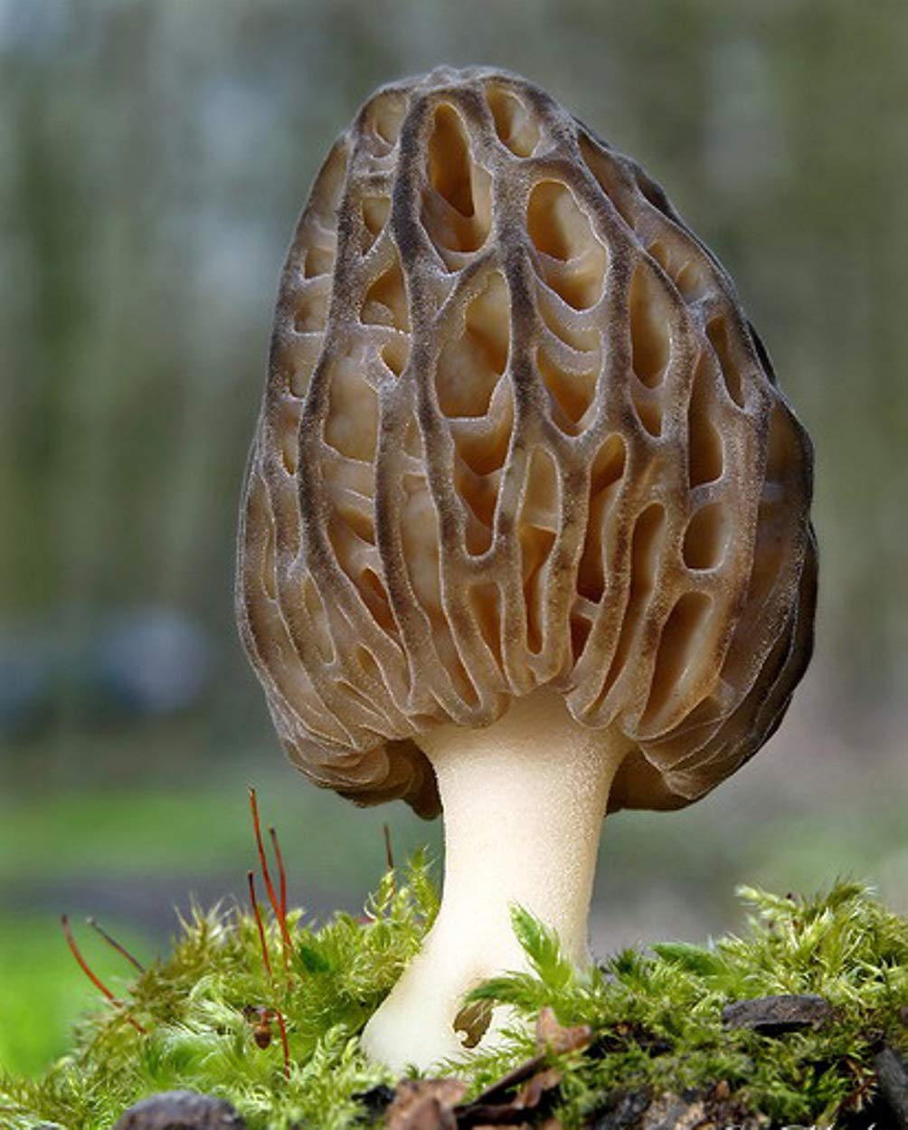 Morel mushroom on a bed of green moss with a blurred natural background