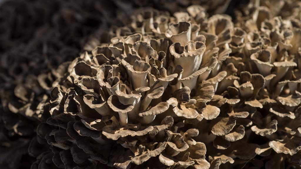 Close-up of a cluster of mushrooms with a brown and beige color palette.