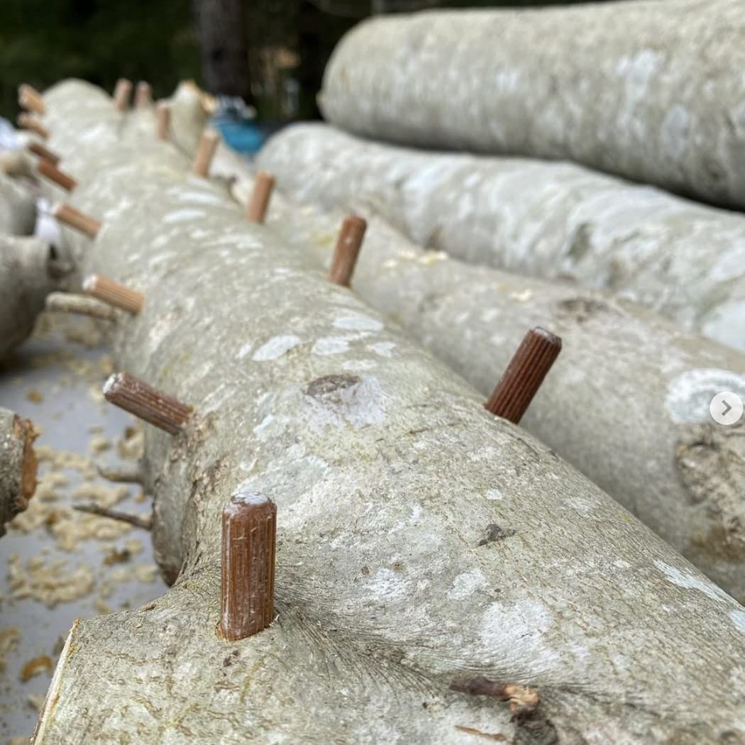 Close up of mushroom plugs in a log