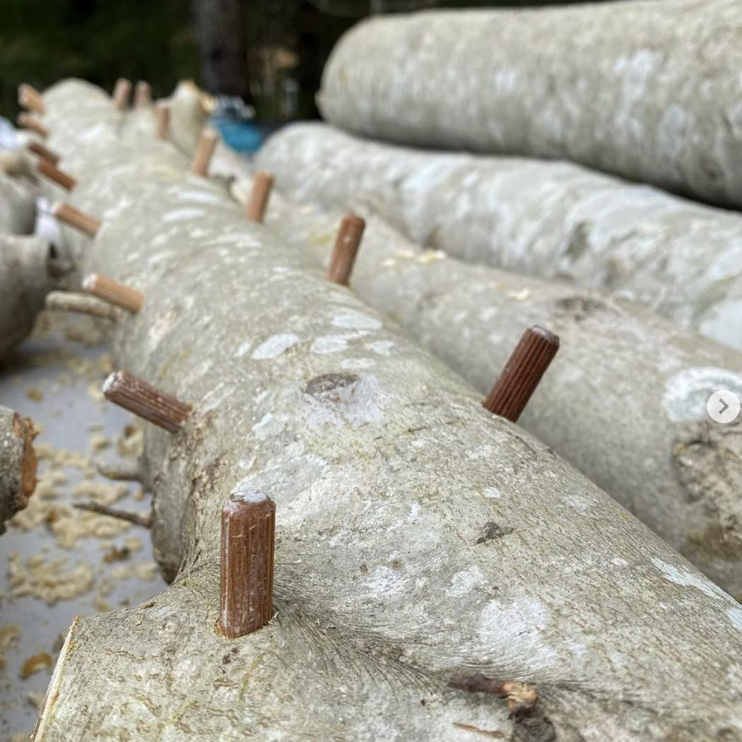 Close up of mushroom plugs in a log.