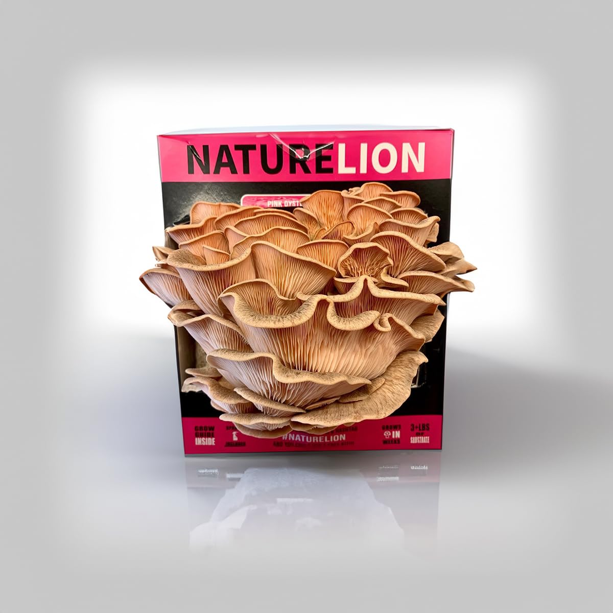 Box of NatureLion mushrooms on a reflective surface with a gray background