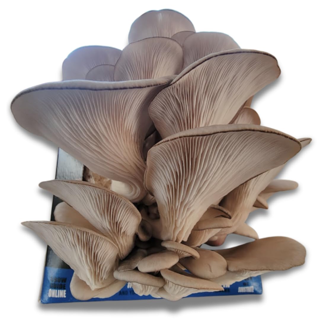 Blue Oyster Mushroom Grow Kit