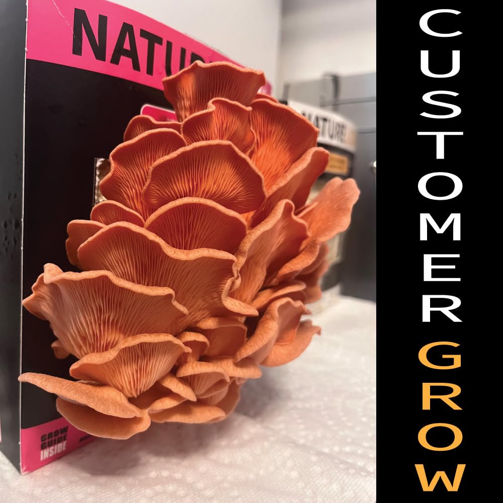 Nature box with a large orange mushroom on the cover