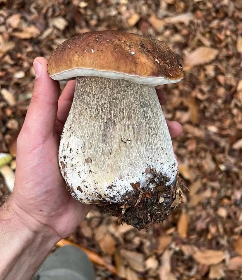 Hand holding a large mushroom with a brown cap and white stem against a natural background