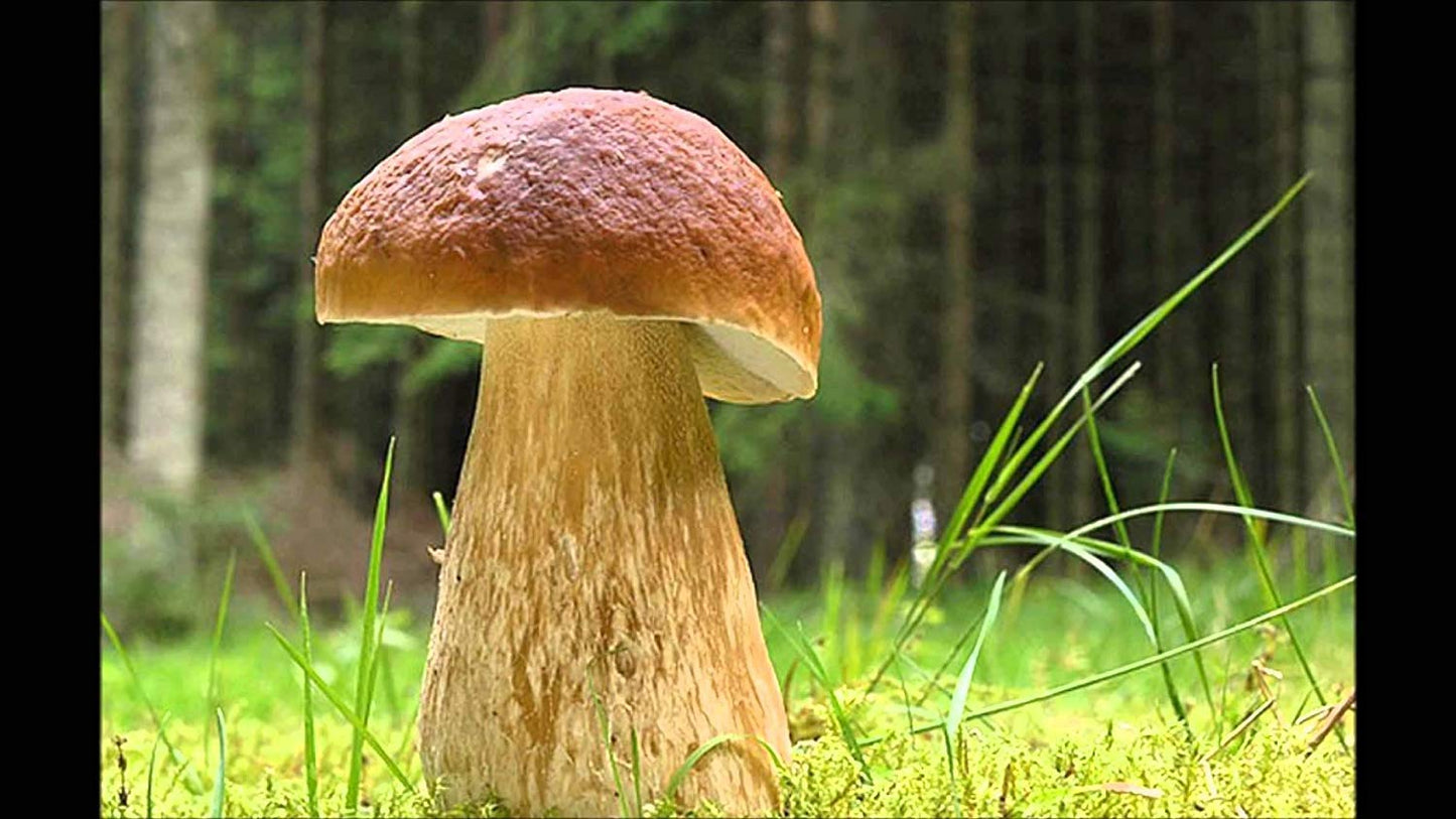 Mushroom in a forest setting with blurred trees in the background