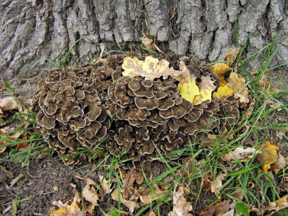 Mushroom cluster growing on a tree trunk with grass and leaves.