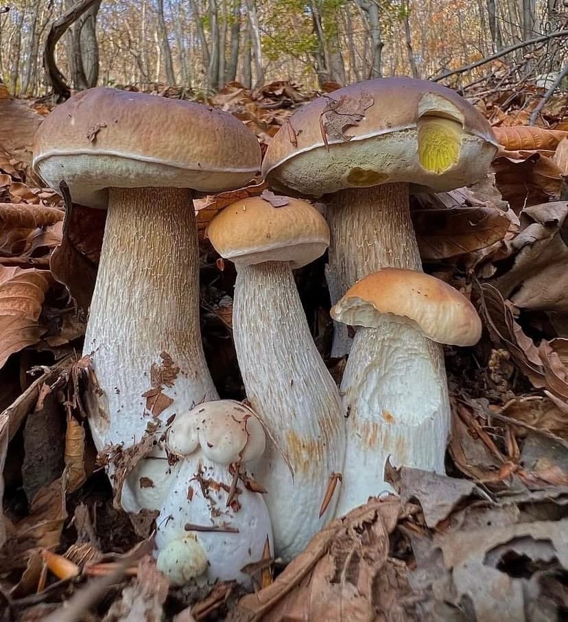 Group of mushrooms in a forest setting with fallen leaves