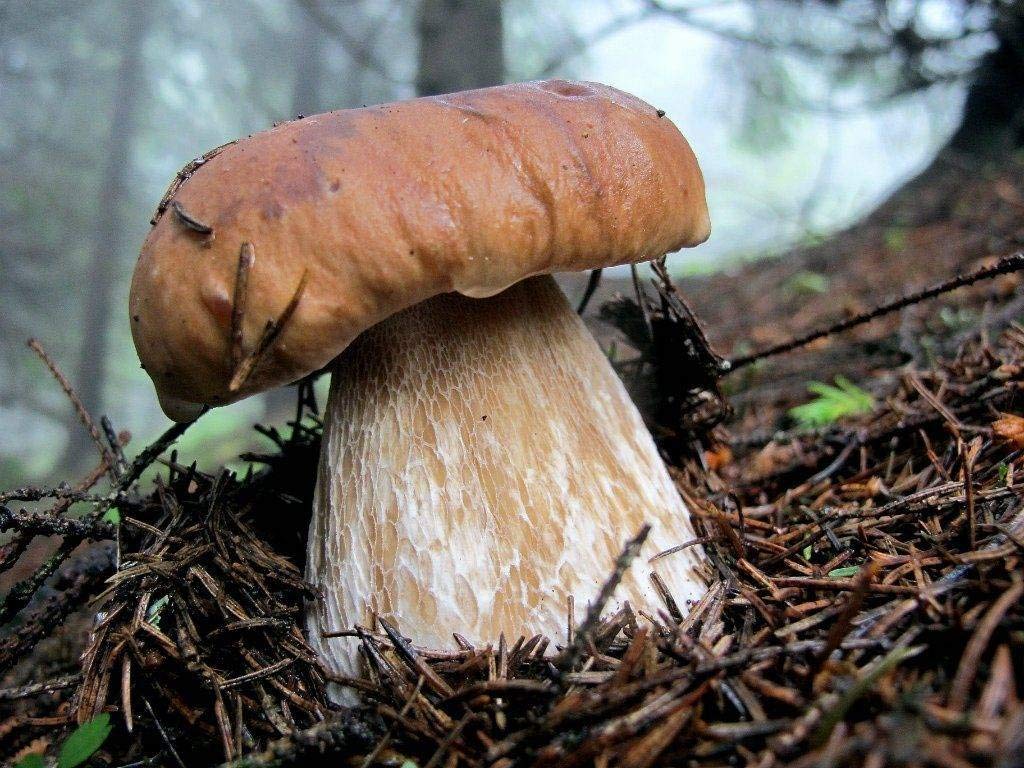 Large mushroom in a forest setting with blurred background