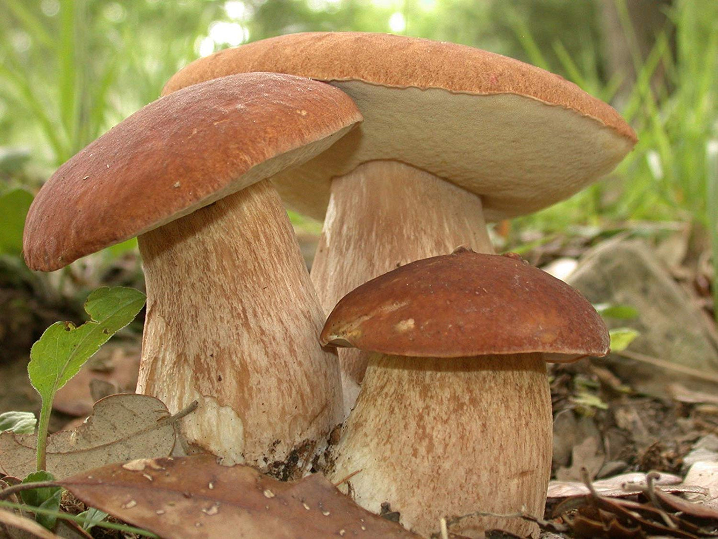Three mushrooms growing together in a natural setting with grass and leaves.