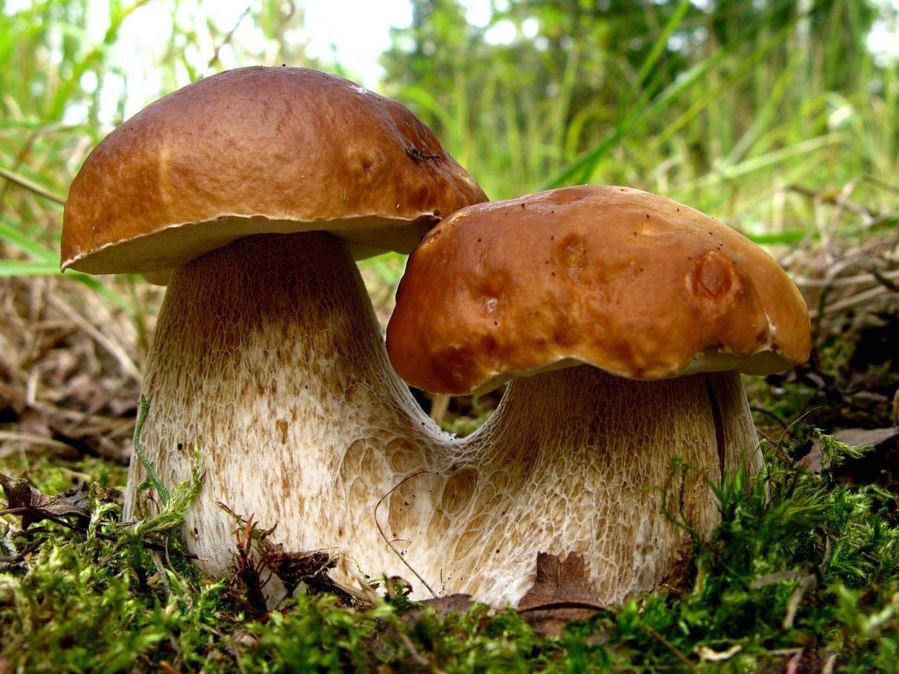 Two mushrooms growing on a bed of green moss with a blurred natural background