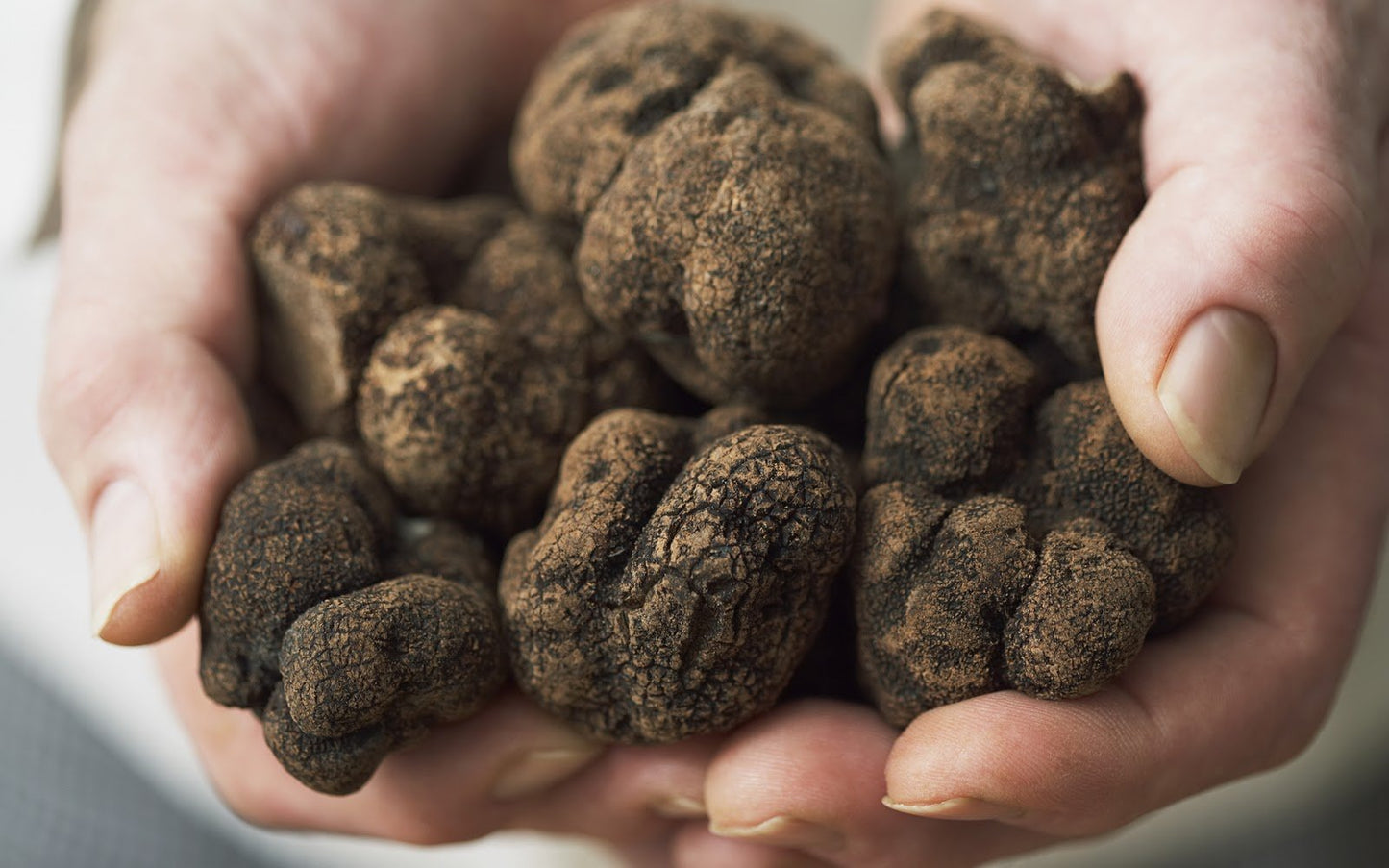 Hands holding a collection of dark brown truffles