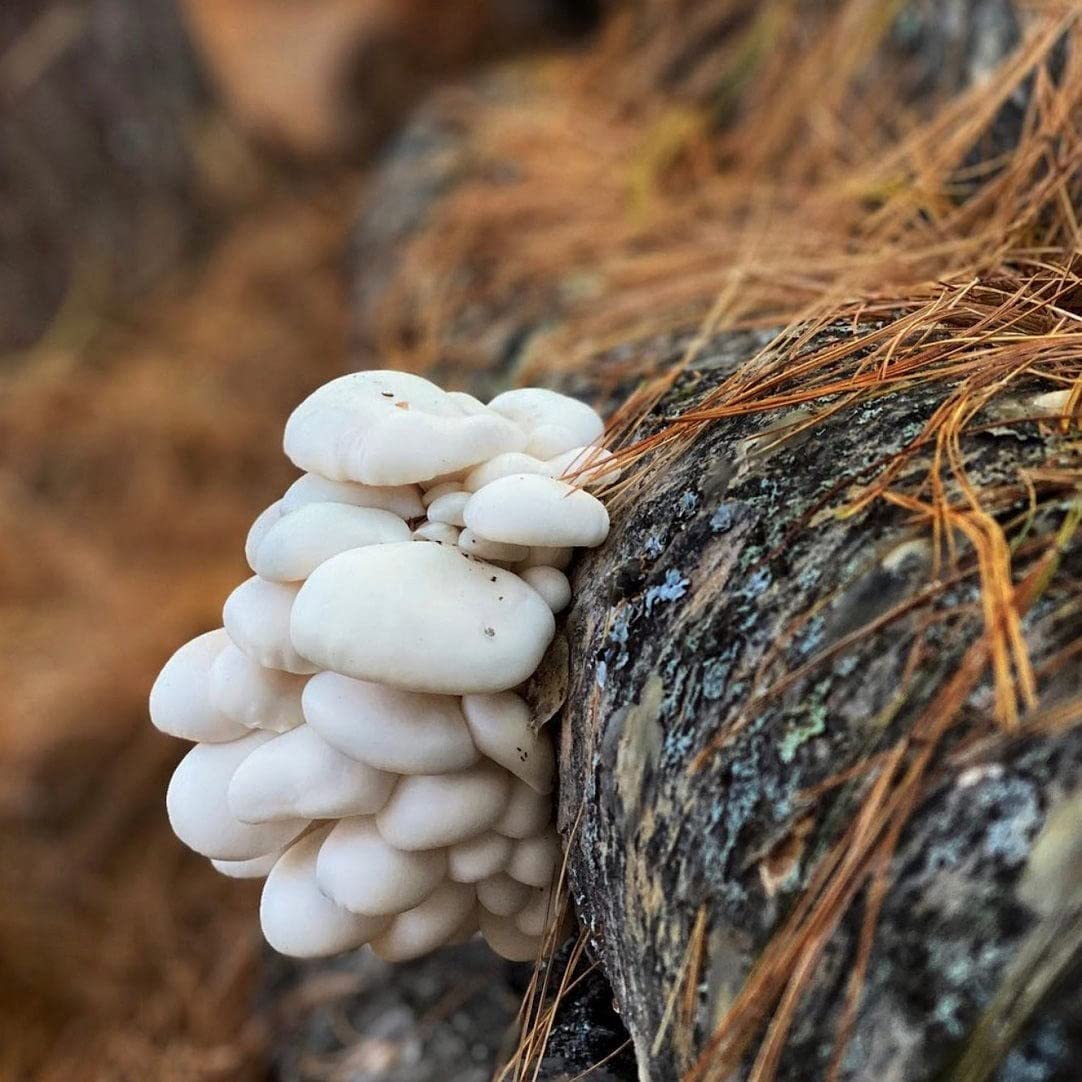 White mushrooms growing on a tree trunk with pine needles in the background