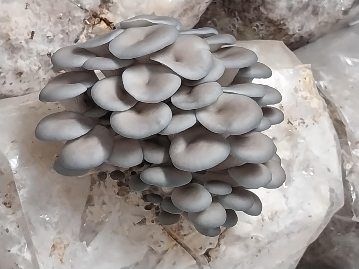 Gray mushrooms on a light stone surface