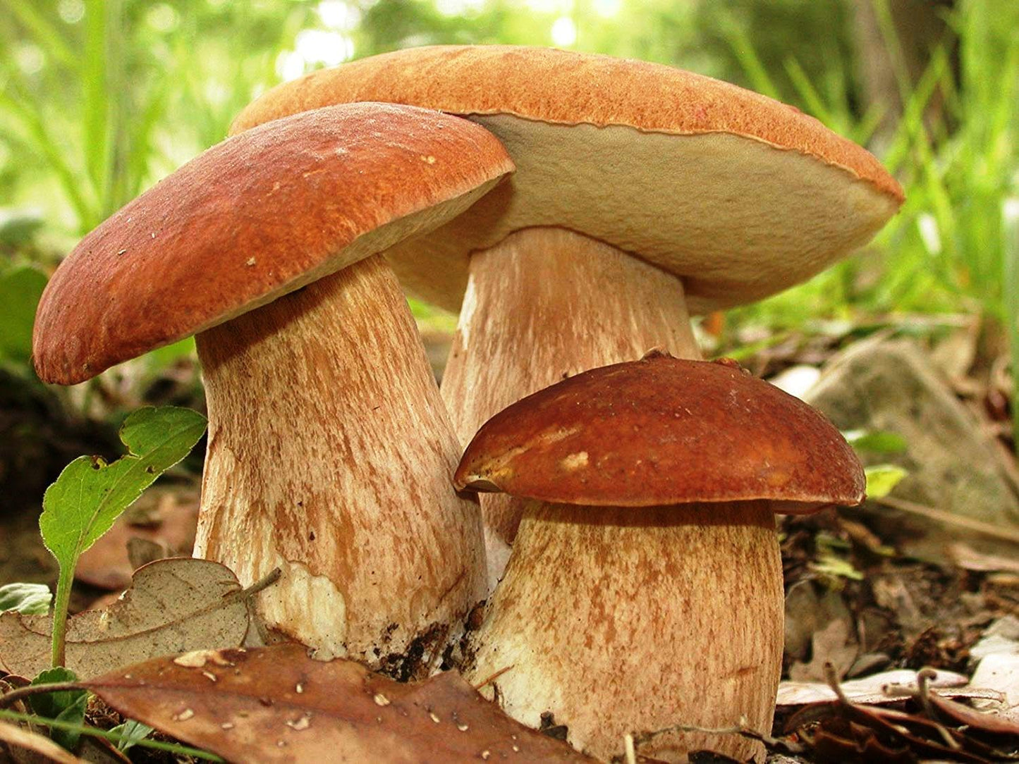Three mushrooms with brown caps and white stems growing in a natural setting.