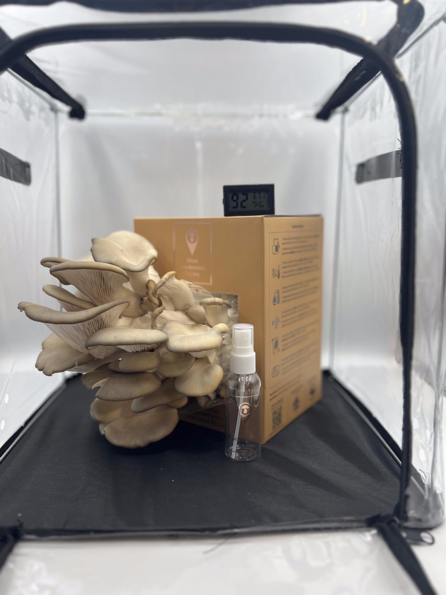 Mushroom growing setup inside a clear plastic enclosure with a cardboard box and spray bottle.