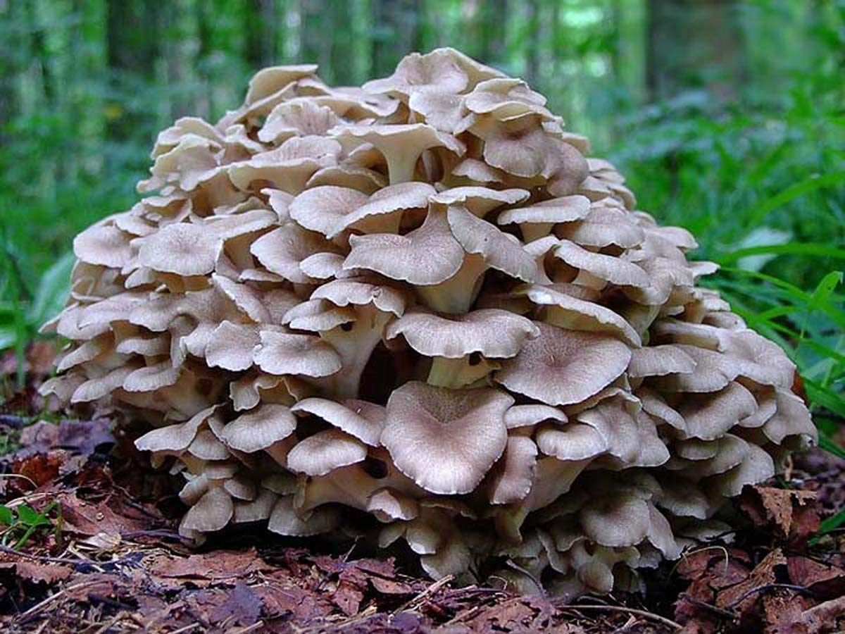 Cluster of mushrooms growing on forest floor