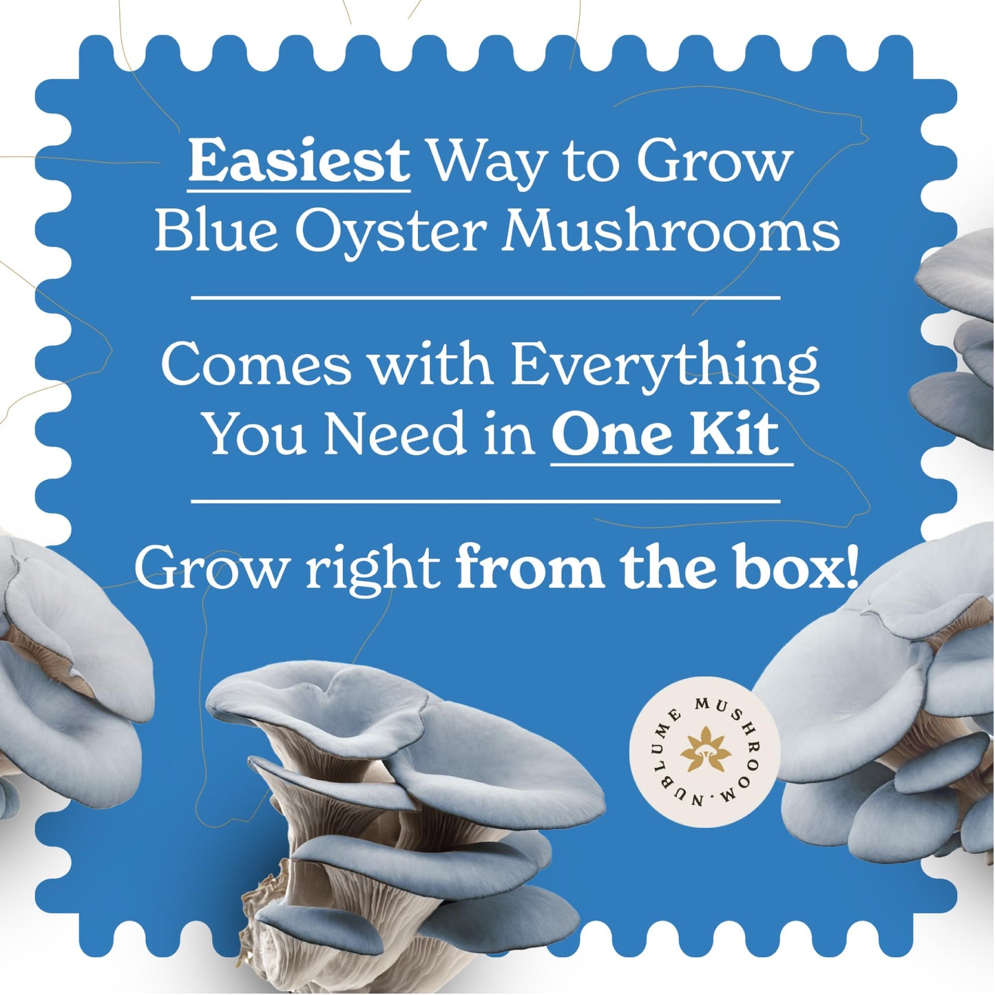 Advertisement for a blue oyster mushroom growing kit with text and mushroom images on a blue background.