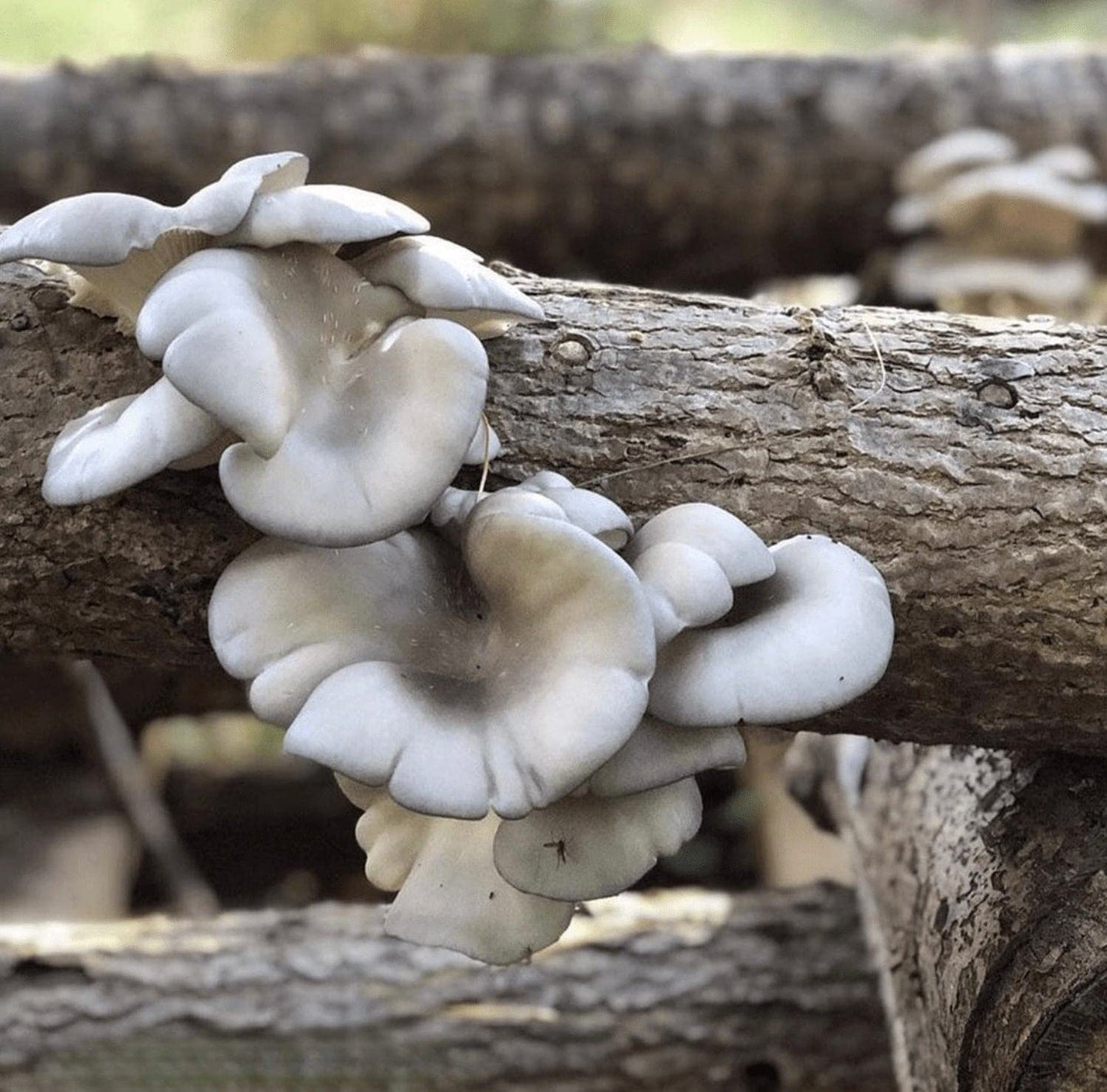 White mushrooms growing on a wooden log with a blurred natural background