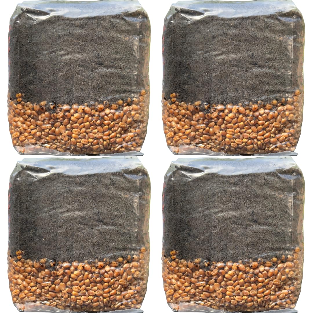 Four packages of seeds with a dark top layer and brown seeds below on a white background