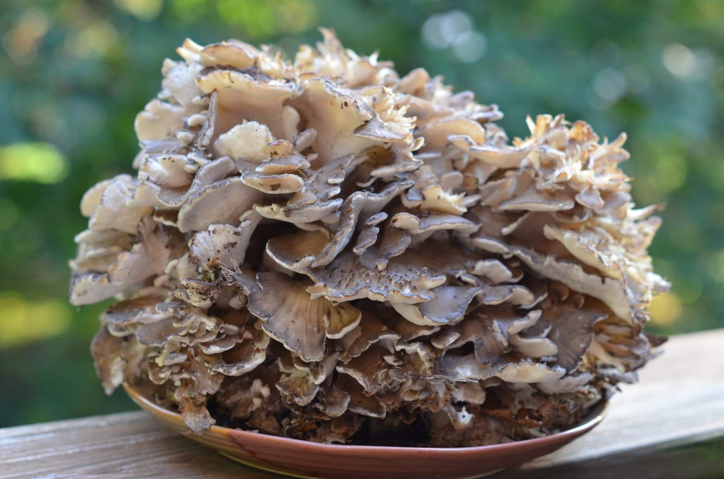 Large cluster of mushrooms on a wooden surface with a blurred green background
