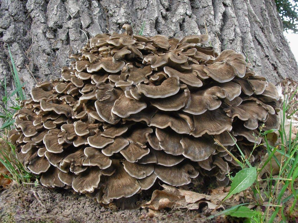 Cluster of mushrooms growing on a tree trunk