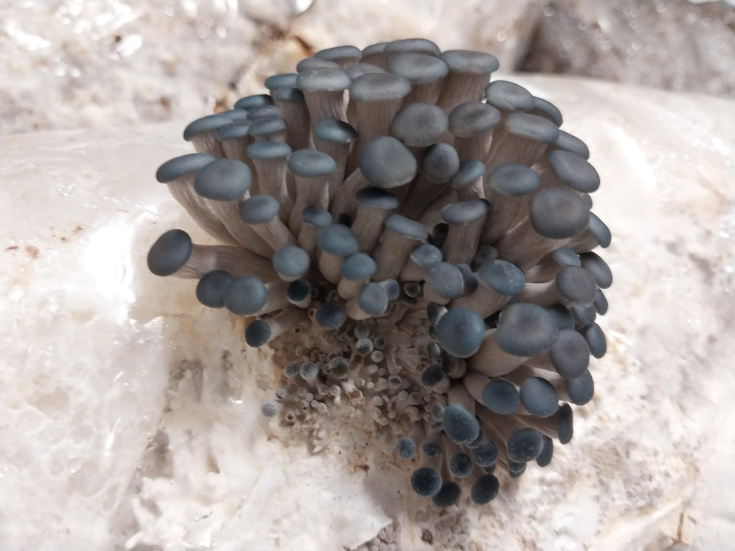 Close-up of a cluster of blue mushrooms on a textured surface