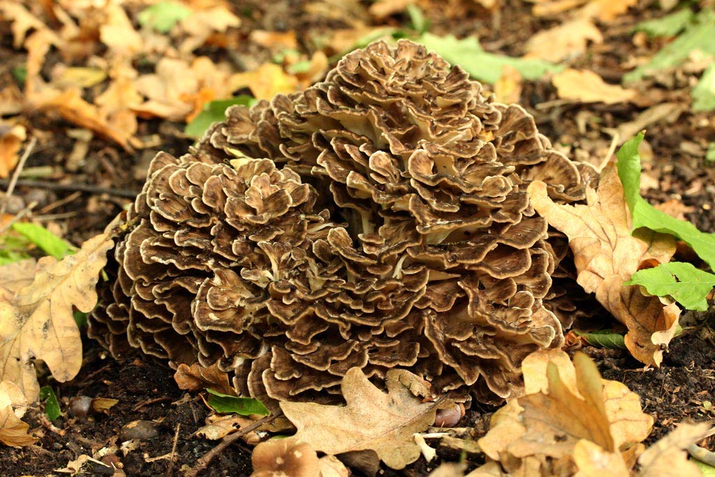 Brown mushroom on the ground with leaves and dirt in the background