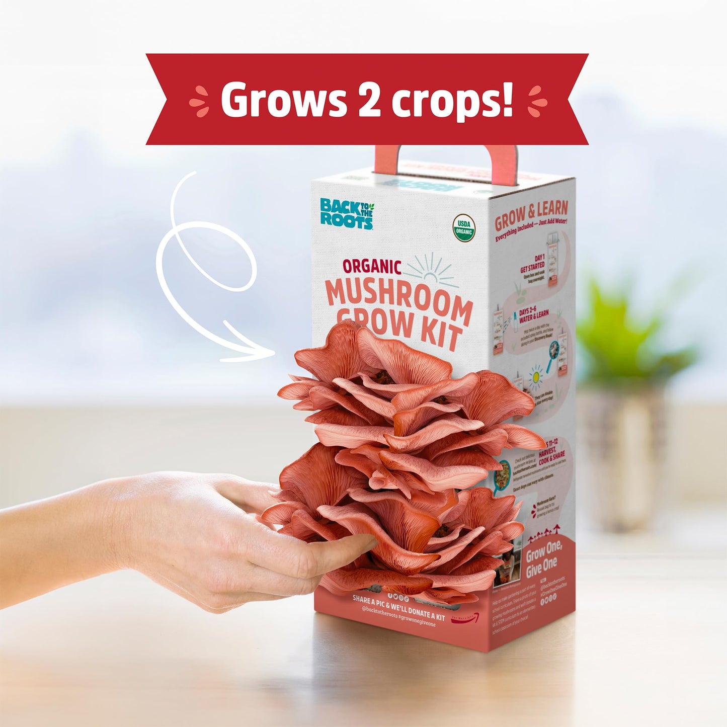 Mushroom grow kit packaging with a hand pointing to it, on a blurred background.