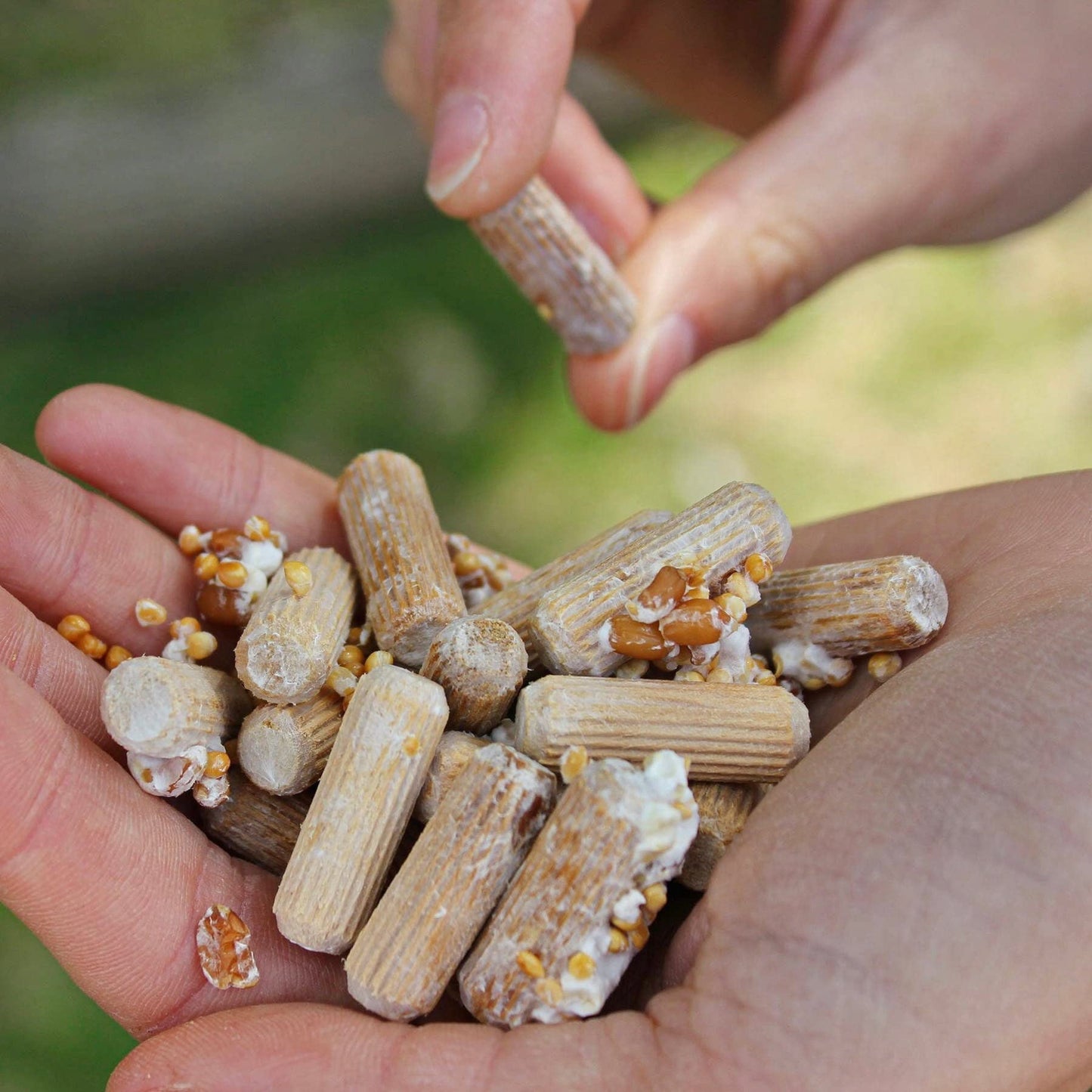 Close up of hands holding mushroom plugs.
