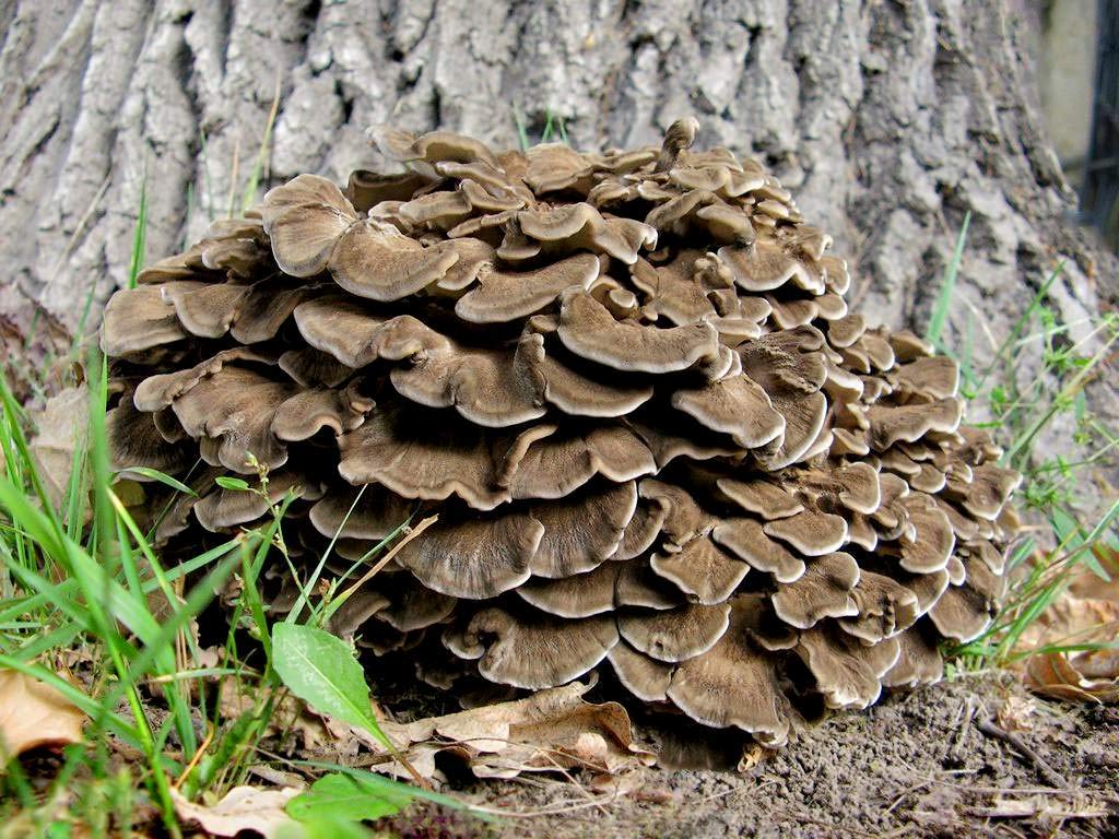 Cluster of mushrooms growing on a tree trunk