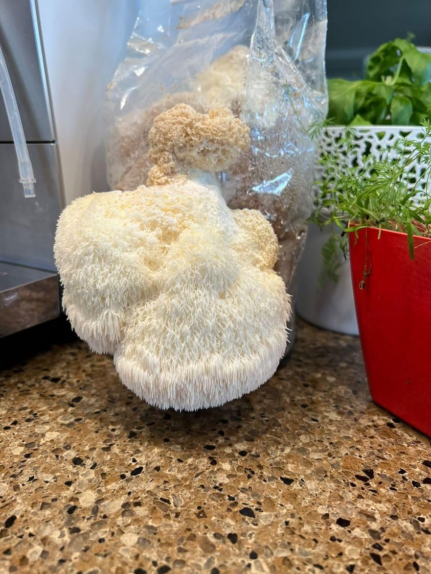 Large white mushroom on a kitchen counter with a plastic bag and plant in the background