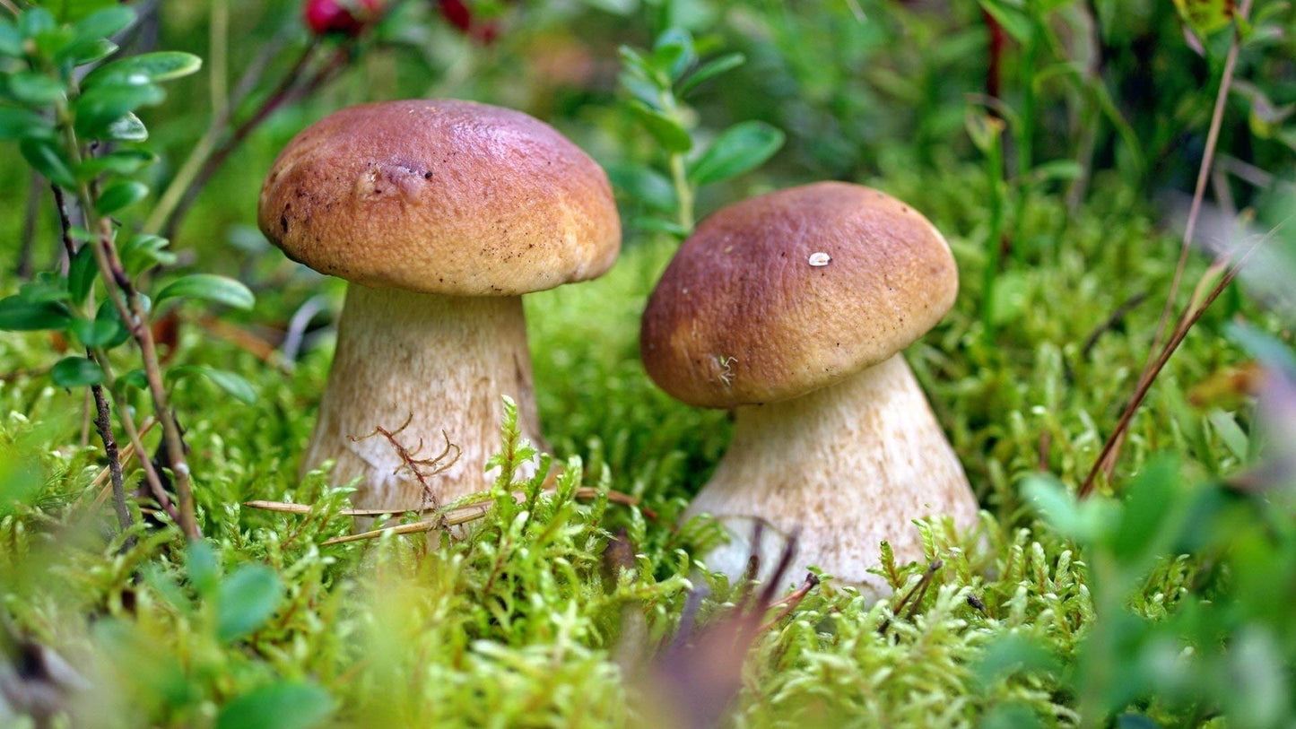 Two mushrooms growing in a grassy area with green foliage.