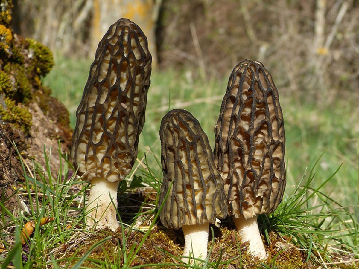 Three morel mushrooms growing in a natural setting with grass and trees.