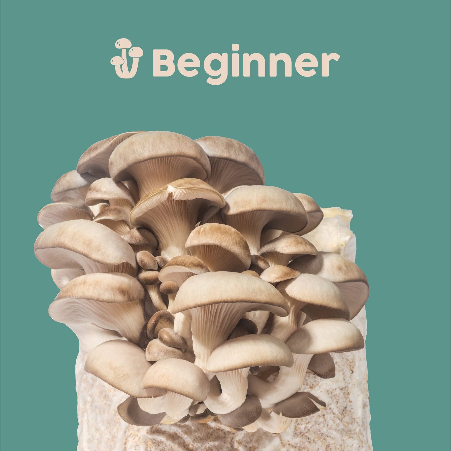 Mushroom growing medium with 'Beginner' branding on a green background