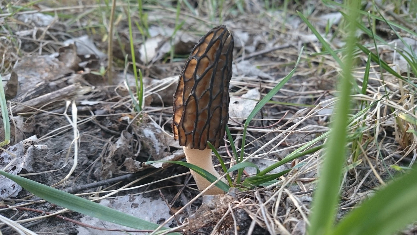 Morel mushroom growing in a natural outdoor setting with grass and soil.