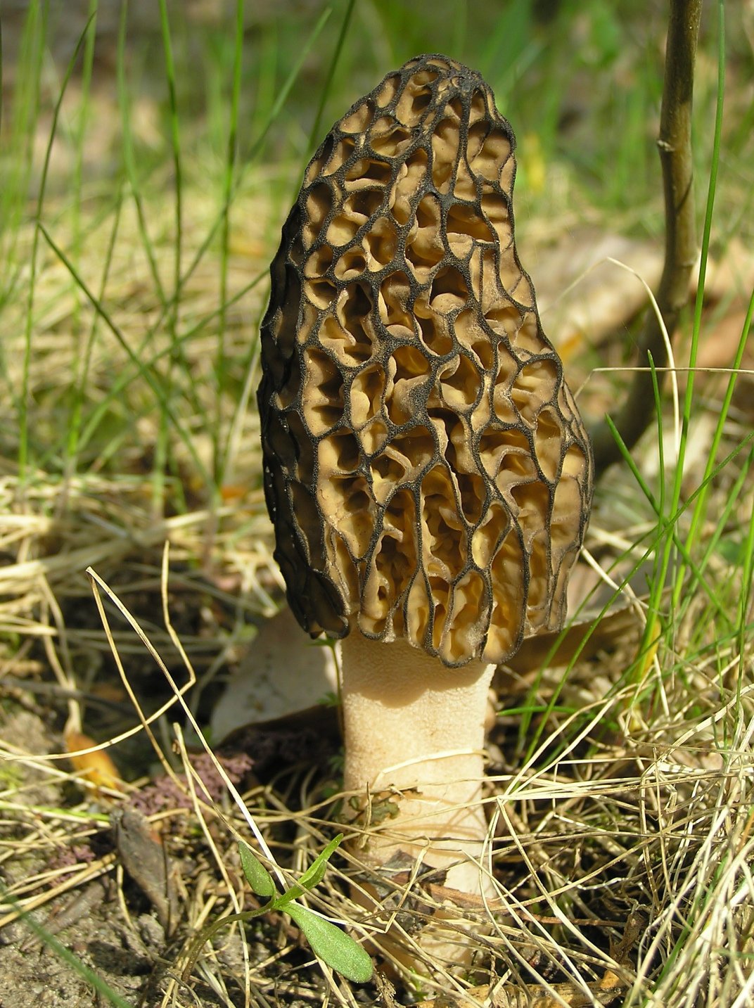 Morel mushroom in a natural grassy setting
