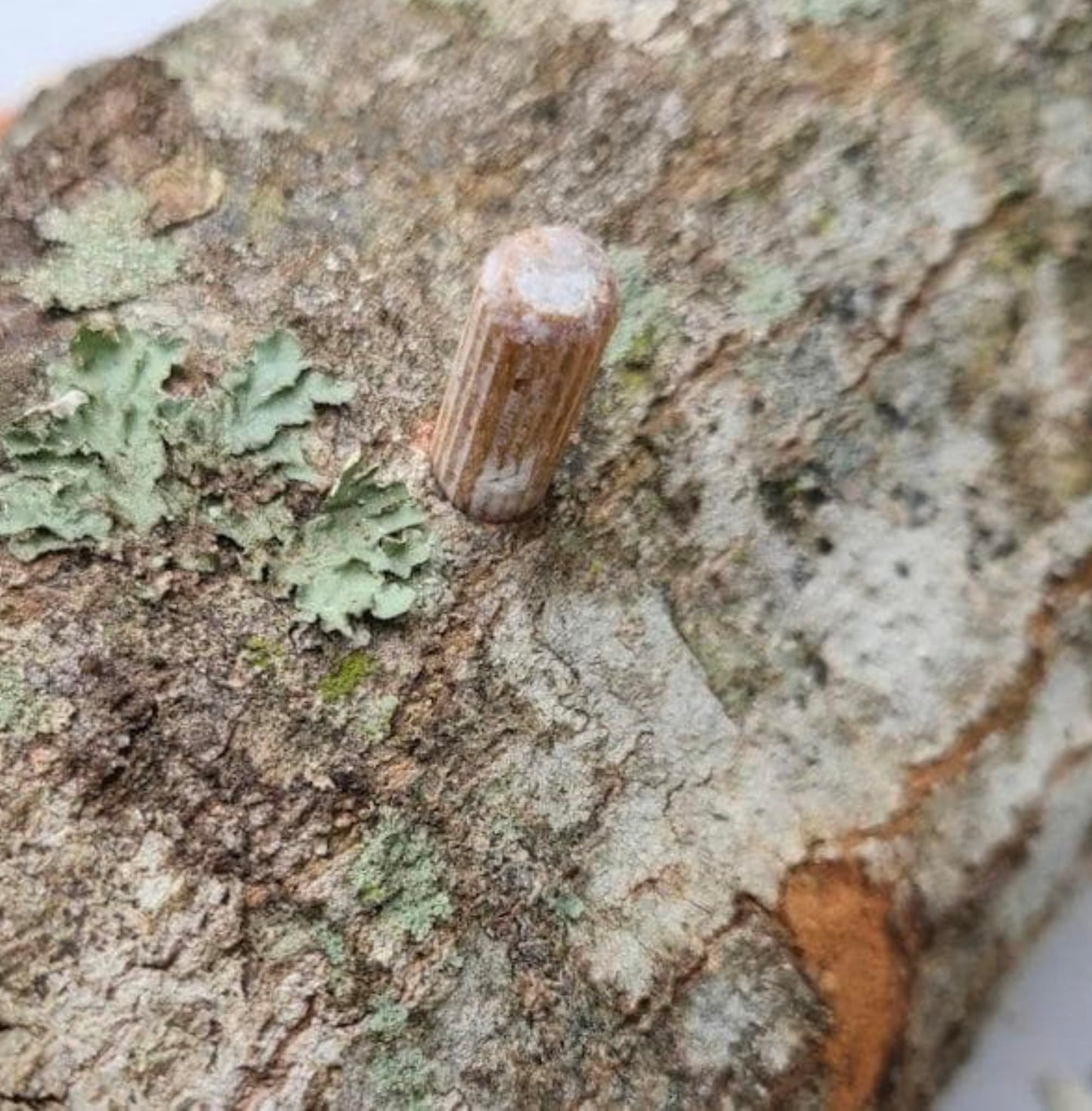 Small cylindrical object on a textured surface with lichen