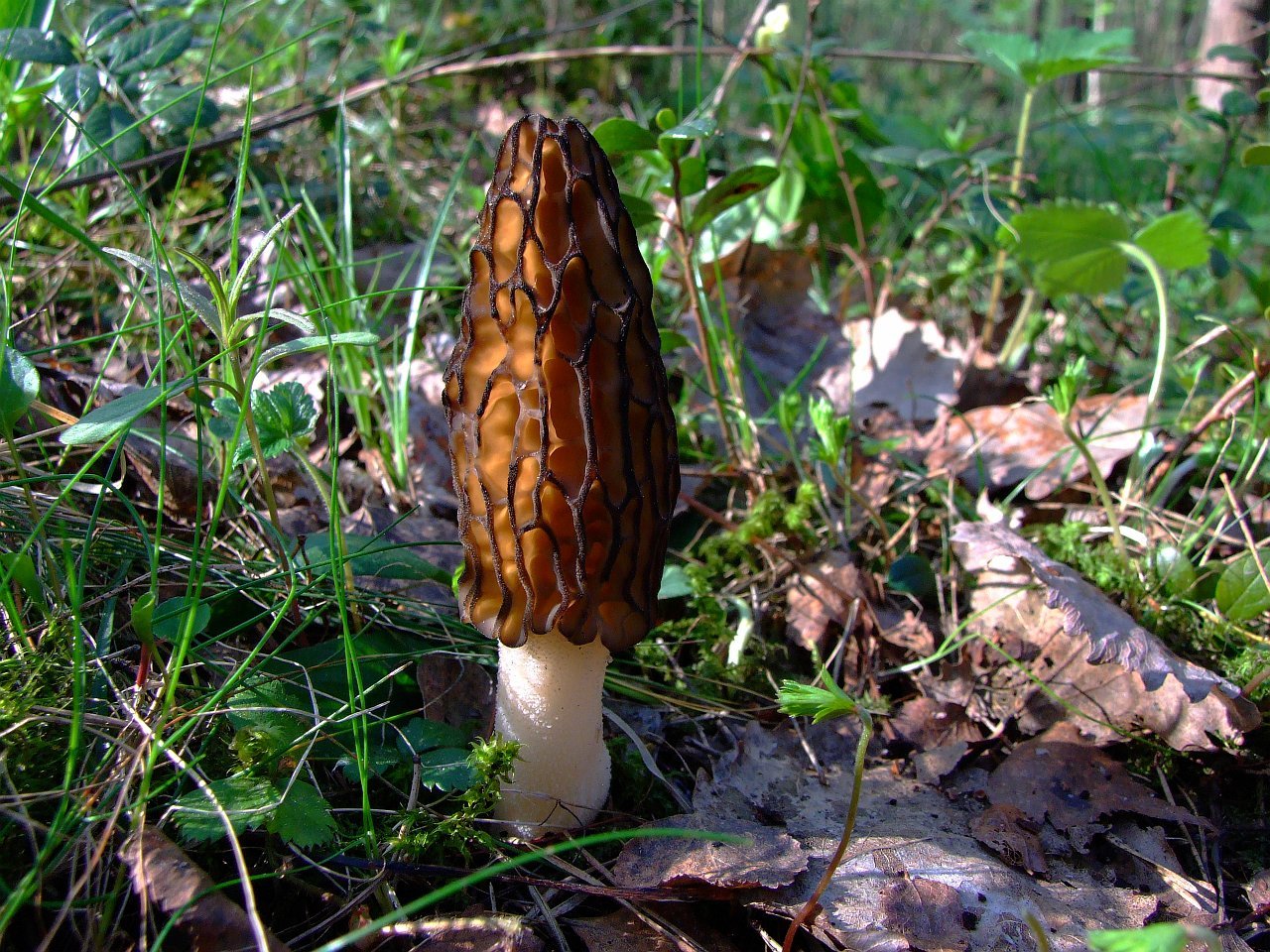 Brown morel mushroom in a forest setting with green grass and leaves.