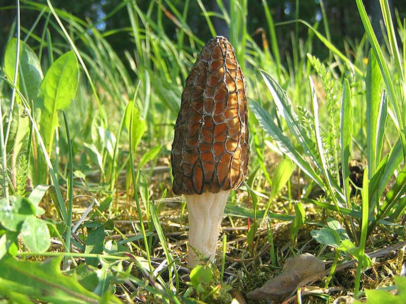 Morel mushroom growing in a grassy field